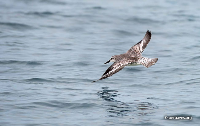 red_knot