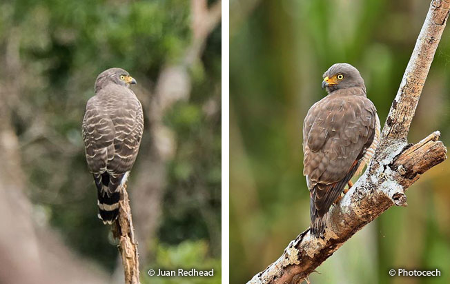roadside_hawk