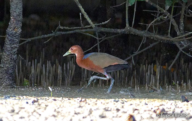 rufous-necked_wood-rail