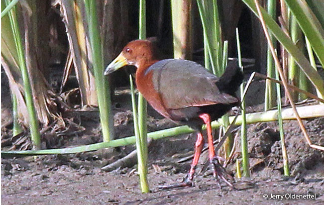 rufous-necked_wood-rail