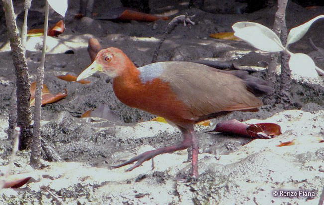 rufous-necked_wood-rail