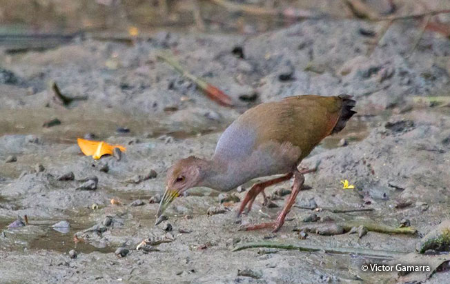 rufous-necked_wood-rail