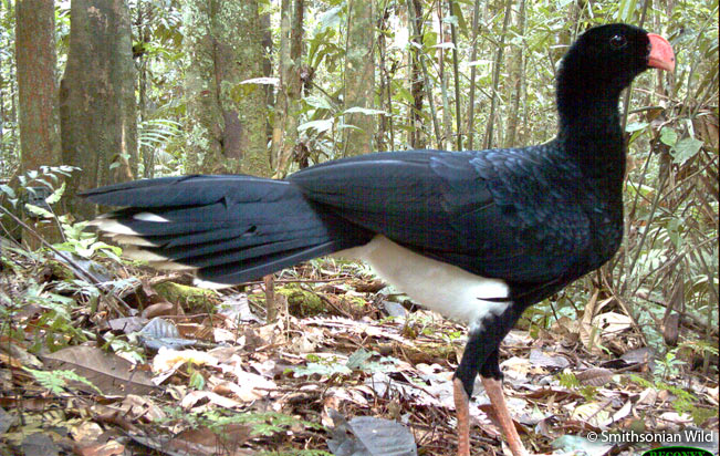 salvin's_curassow