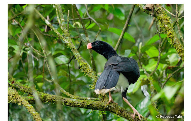 salvin's_curassow