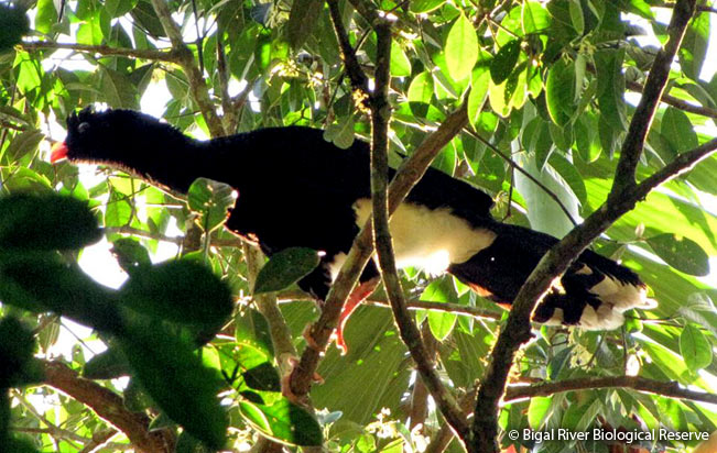 salvin's_curassow