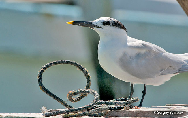 sandwich-tern