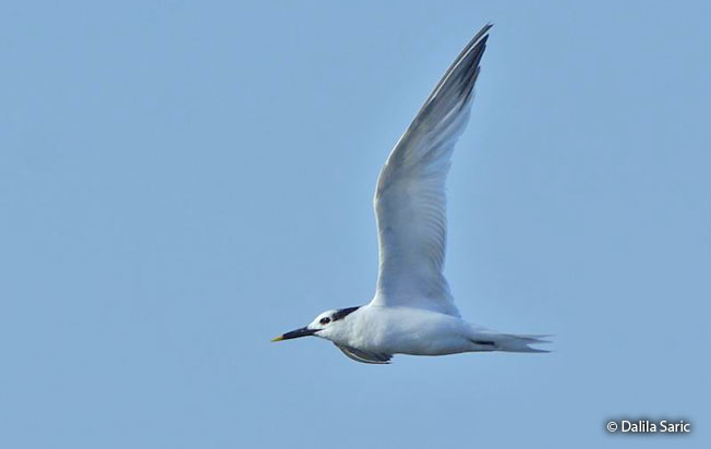 sandwich-tern