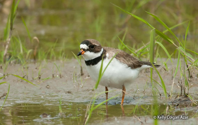semipalmated_plover