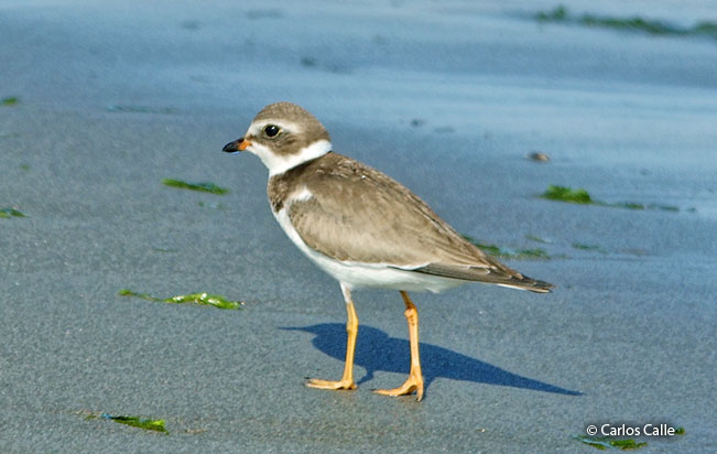 semipalmated_plover
