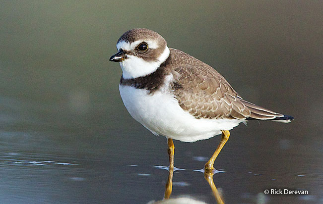 semipalmated_plover