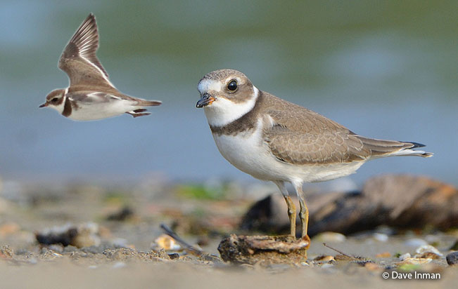 semipalmated_plover