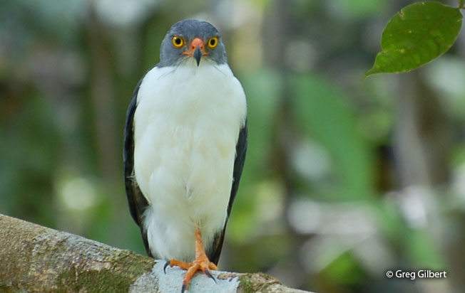 semiplumbeous_hawk