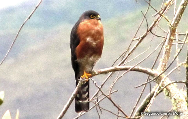 sharp-shinned_hawk