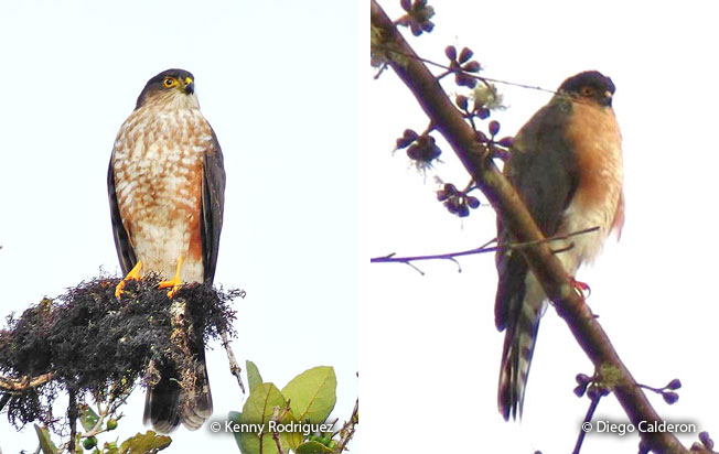 sharp-shinned_hawk