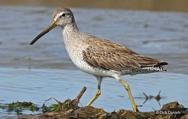 short-billed_dowitcher