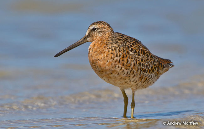 short-billed_dowitcher