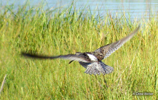 short-billed_dowitcher