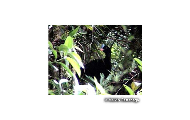 sira_curassow