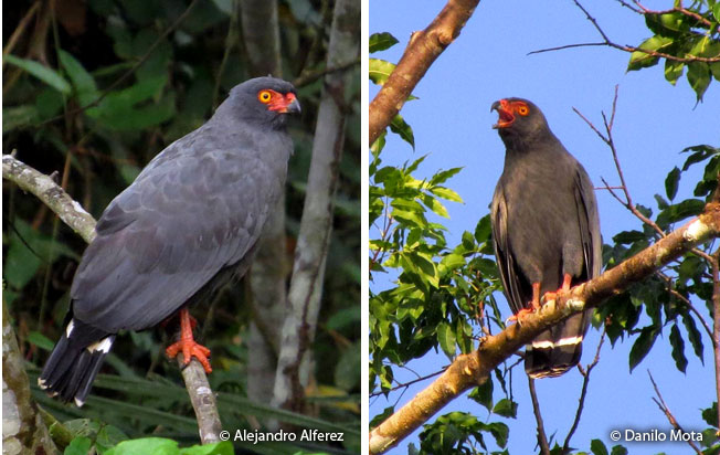 slate-colored_hawk