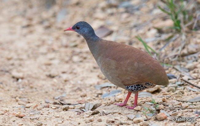 small-billed_tinamou