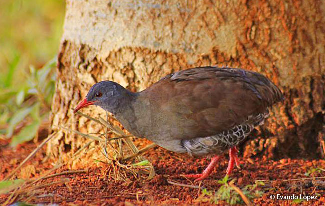 small-billed_tinamou