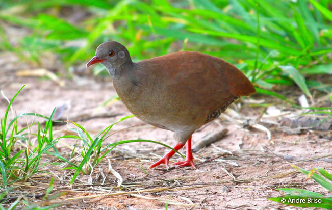 small-billed_tinamou
