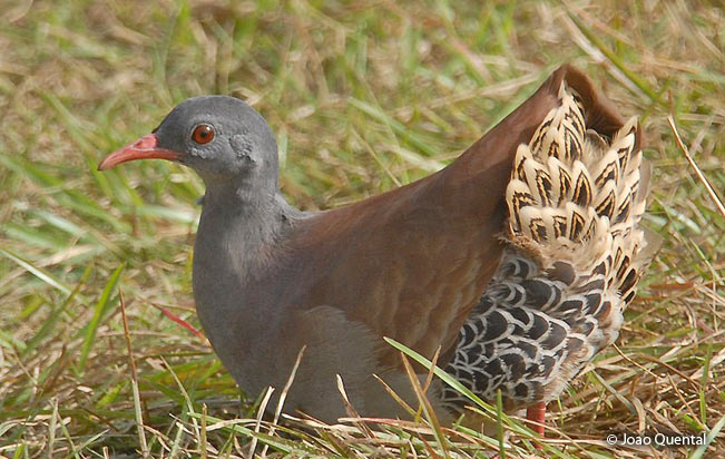 small-billed_tinamou