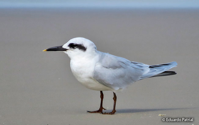 snowy-crowned_tern