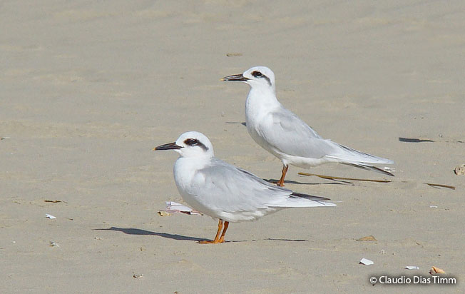 snowy-crowned_tern