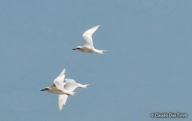 snowy-crowned_tern