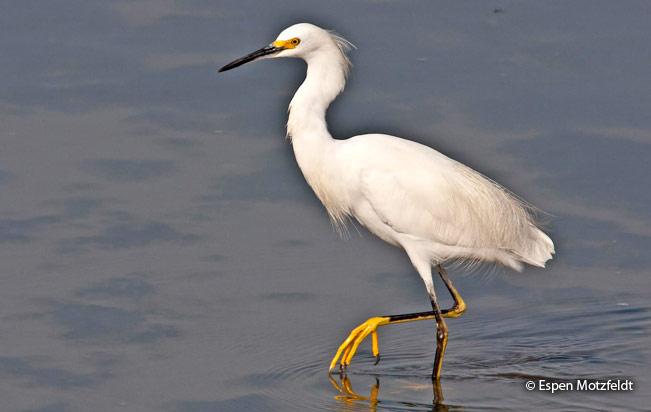 snowy-egret