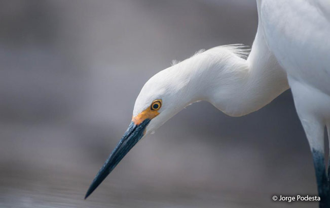 snowy-egret