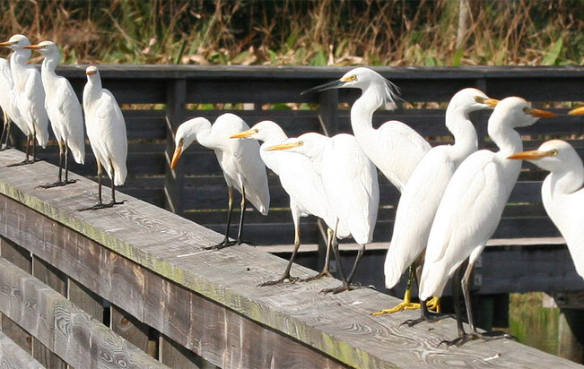 snowy-egret