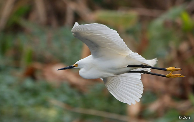 snowy-egret