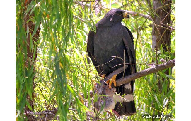 solitary-eagle