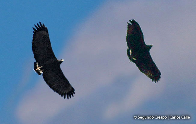 solitary-eagle
