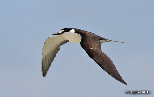 sooty-tern