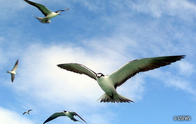 sooty-tern