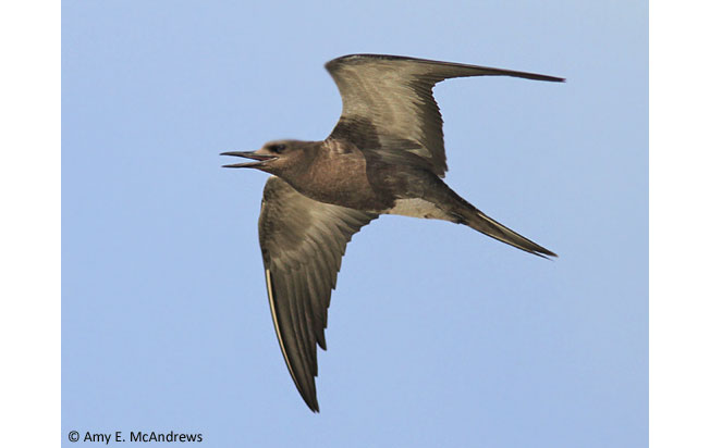 sooty-tern