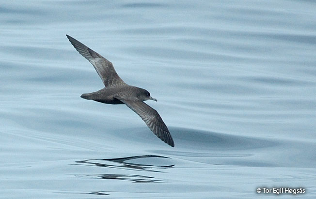 sooty_shearwater