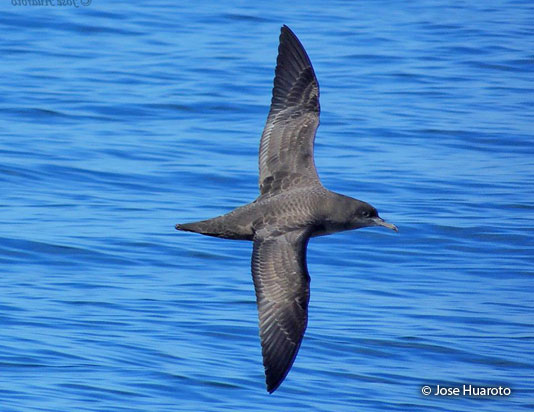 sooty_shearwater