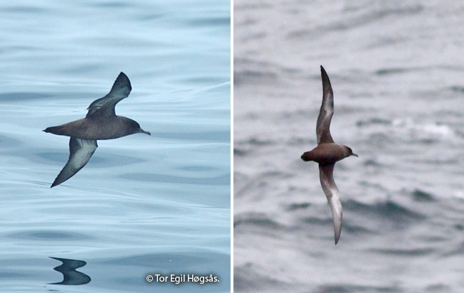 sooty_shearwater
