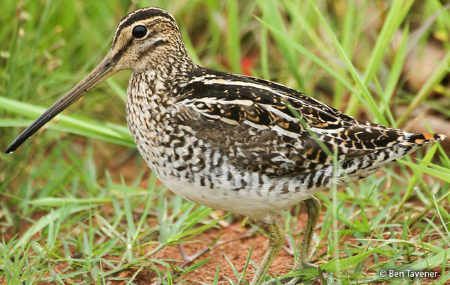 south_american_snipe
