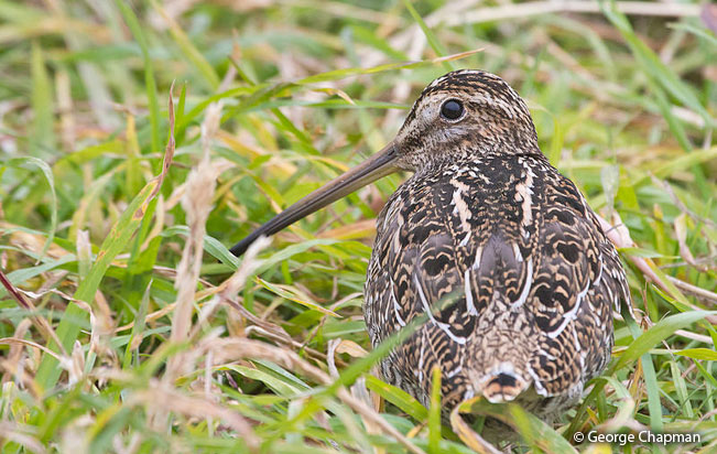 south_american_snipe