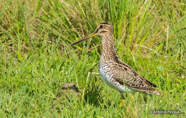 south_american_snipe