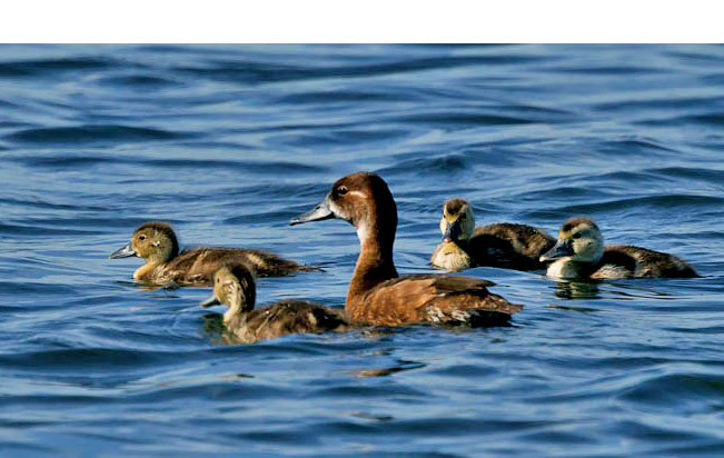 southern-pochard
