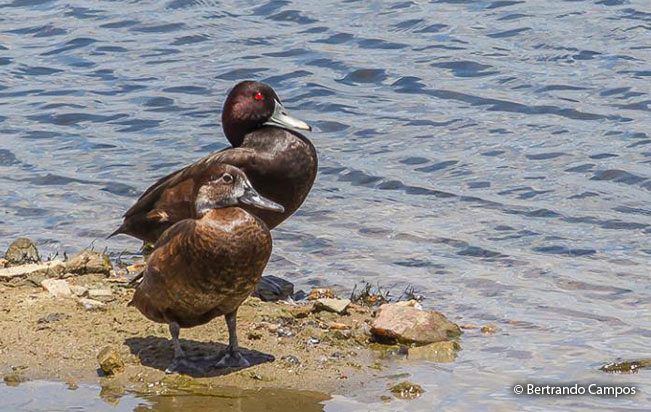 southern-pochard
