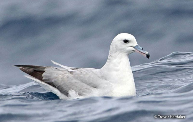 southern_fulmar