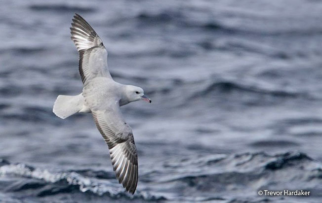 southern_fulmar