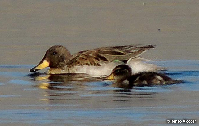 speckled_teal